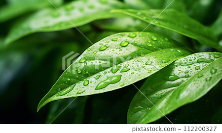 雨葉，綠色背景與水滴 112200327