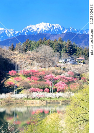 信州新町六角梅園 112200488