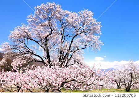 杏在森林裡 112200709