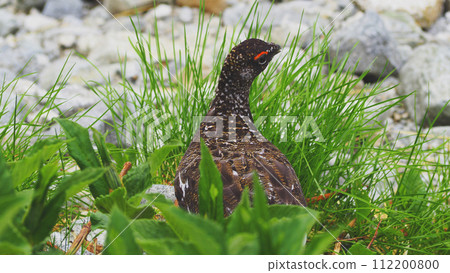 Grouse living on Raichozaka in Tateyama 112200800