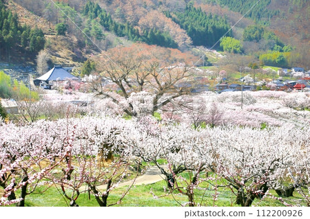 杏在森林裡 112200926