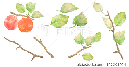 A set illustration of apples and apple trees painted in watercolor A set illustration of apples and apple trees painted in watercolor 112201024