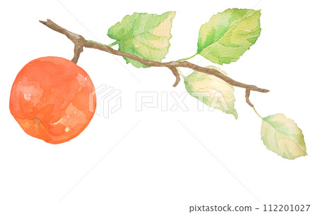 水彩畫的蘋果插圖 水彩畫的蘋果插圖 112201027