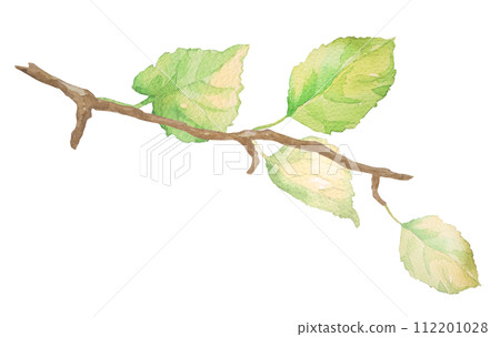 水彩畫的樹枝插圖 112201028