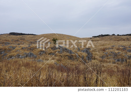 Akiyoshidai, a vast grassland Akiyoshidai, a vast grassland 112201183