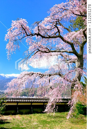 Cherry blossoms at Sugimayaji Cherry blossoms at Sugimayaji 112201278