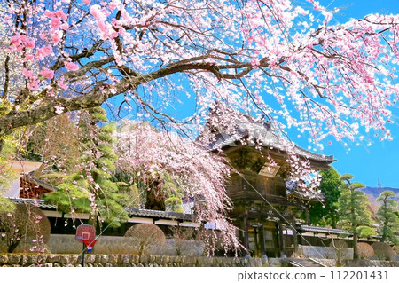 Cherry blossoms at Kurasawaji Temple 112201431