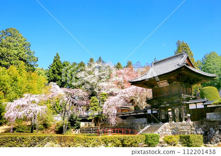 倉澤寺的櫻花 倉澤寺的櫻花 112201438