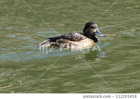 紅頭潛鴨 112201458