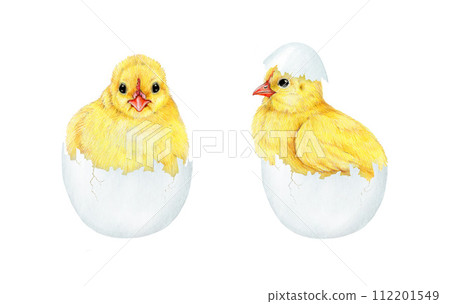 Newborn chick in cracked egg shell set. Watercolor painted illustration. Hand drawn small fluffy chicken hatched from the egg collection. Newborn chick farm bird element set on white background Newborn chick in cracked egg shell set. Watercolor painted illustration. Hand drawn small fluffy chicken hatched from the egg collection. Newborn chick farm bird element set on white background 112201549