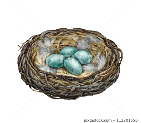 Bird's nest with egg laying. Watercolor painted illustration. Hand drawn wildlife nature cozy bird nest with eggs and small feathers. Natural forest and garden element. Isolated on white background 112201550
