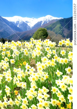 水仙花花和中央阿爾卑斯山 112201557