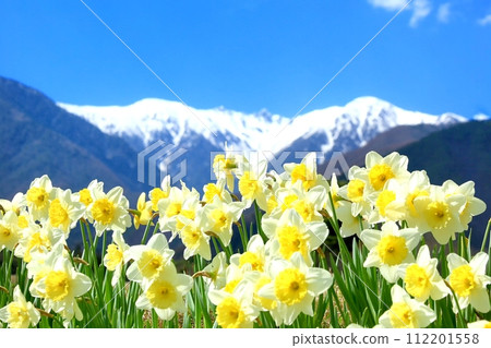 Daffodil flowers and the Central Alps Daffodil flowers and the Central Alps 112201558