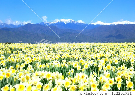 Daffodil flowers and the Southern Alps Daffodil flowers and the Southern Alps 112201731
