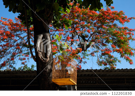 bird cage hang on Terminalia Catappa tree under blue sky and Red phoenix flower blossom vibrant 112201830