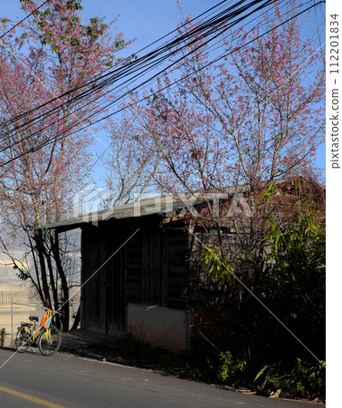 Da lat in spring, wooden house, yellow bike with pink sakura flower 112201834