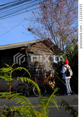 Da lat in spring, wooden house, yellow bike with pink sakura flower 112201835