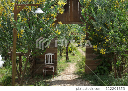 Da lat landscape, yellow mimosa flower bloom vibrant 112201853