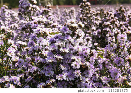 Blooming violet wild flowers Blooming violet wild flowers 112201875