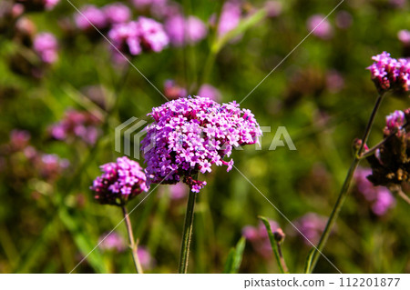 Blooming violet wild flowers 112201877