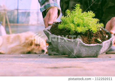 dog sleeping white owner working in green house farm to plant succulent dog sleeping white owner working in green house farm to plant succulent 112202011
