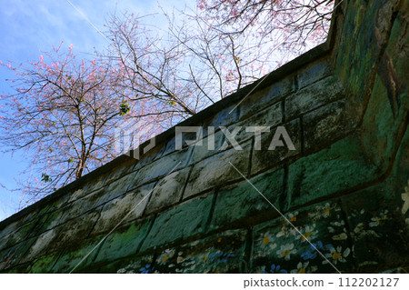 bottom view from rock wall up to sky, sakura flower tree bloom at Da Lat, Viet Nam 112202127