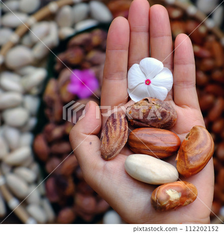 woman hand hold jackfruit seeds 112202152