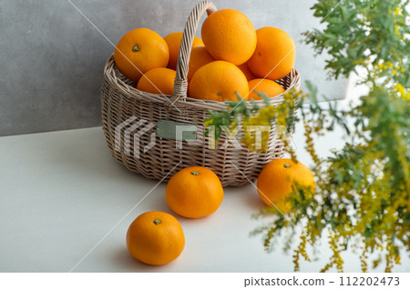 Hassaku and mimosa flowers 112202473