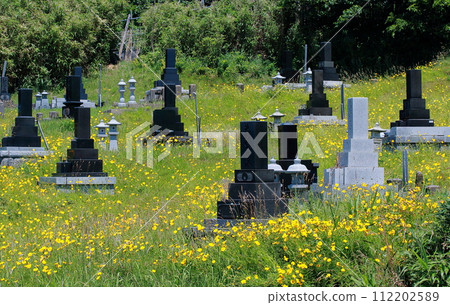 A grave surrounded by summer wildflowers 112202589