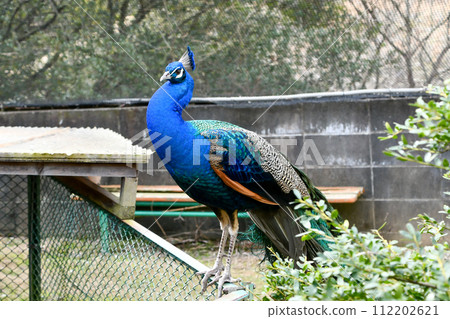 Indian peacock 112202621