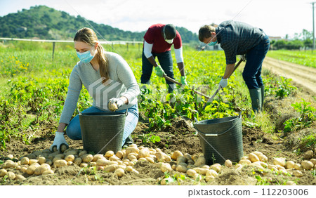 People in medical masks picking potatoes People in medical masks picking potatoes 112203006