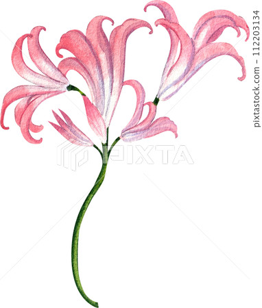 Flower and leaves watercolor element 112203134