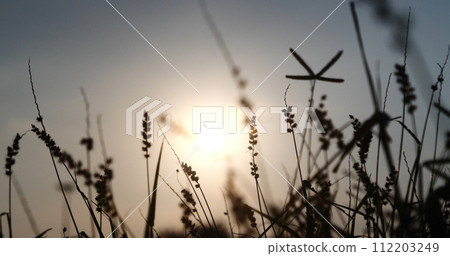 Grass field sunset Beautiful landscape with grasses meadow on sunlight. Countryside heaven amazing field scene grass meadow on sunbeam nature dawn. Sunset dawn landscape vibrant scenery horizontal 112203249
