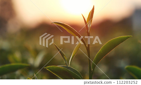 Green tea tree leaves field Fresh young tender bud herbal in farm on summer morning. Sunlight Green tea tree plant camellia sinensis in organic farm. Close up Tree tea plant green nature in morning 112203252
