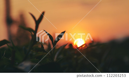 Green tea tree leaves field Fresh young tender bud herbal in farm on summer morning. Sunlight Green tea tree plant camellia sinensis in organic farm. Close up Tree tea plant green nature in morning Green tea tree leaves field Fresh young tender bud herbal in farm on summer morning. Sunlight Green tea tree plant camellia sinensis in organic farm. Close up Tree tea plant green nature in morning 112203253