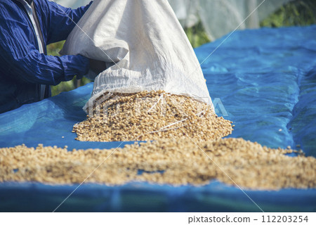 Close up Hand with Raw coffee beans heap dry green seed. Farmer's hands selected waste rod unroasted grain in eco farm. Arabica farm plant coffee bean agriculture objects. Sun dried Fresh black coffee Close up Hand with Raw coffee beans heap dry green seed. Farmer's hands selected waste rod unroasted grain in eco farm. Arabica farm plant coffee bean agriculture objects. Sun dried Fresh black coffee 112203254