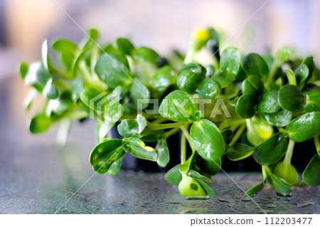 Watercress salad and sunflower microgreens in a tray on the home windowsill.The concept of healthy eating,vegan concept.Home gardening.Selective focus with shallow depth of field,copy space. 112203477