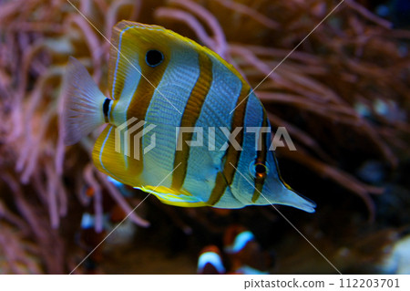 Copperband butterflyfish from the red sea from egypt Vancouver Aquarium, BC, Canada Copperband butterflyfish from the red sea from egypt Vancouver Aquarium, BC, Canada 112203701