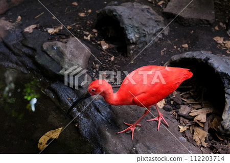 The scarlet ibis Eudocimus ruber is a species of ibis in bird family Threskiornithidae. It inhabits tropical South America and part of the Caribbean  112203714