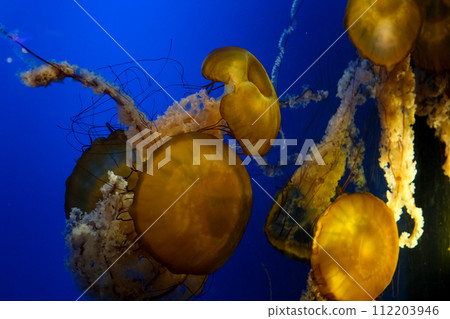 Colourful jellyfish swims in blue ocean sea, dangerous poisonous jellyfish Japanese sea nettle, Copy space. Panoramic image. Wide image banner Colourful jellyfish swims in blue ocean sea, dangerous poisonous jellyfish Japanese sea nettle, Copy space. Panoramic image. Wide image banner 112203946