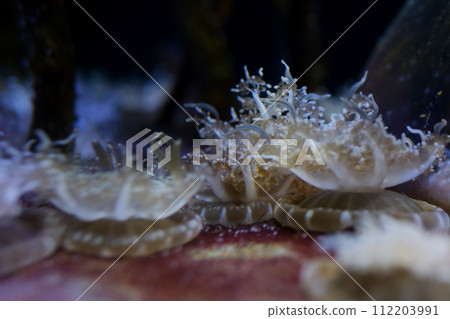 upside down jellyfish swimming in aquarium tank water with tentacles 112203991