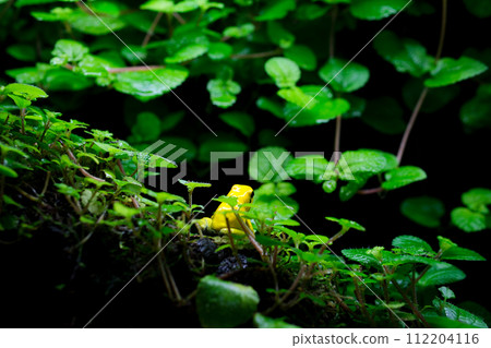 golden poison frog phyllobates terribills Golden poison frog in their natural habitat 112204116