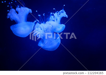 Slow motion Lion's mane jellyfish Cyanea capillata or hair jelly amphipods on lion mane Cyanea capillata Vancouver Aquarium, BC, Canada 112204165