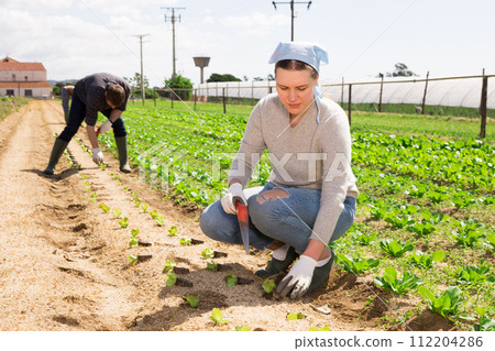 Woman gardener while planting cabbage seedlings Woman gardener while planting cabbage seedlings 112204286