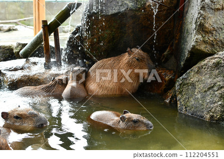 Capybara soaking in hot springs 112204551