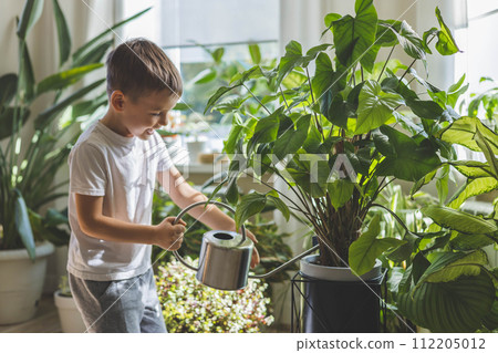 A child in home clothes waters indoor plants from a beautiful stylish metal watering can.  112205012