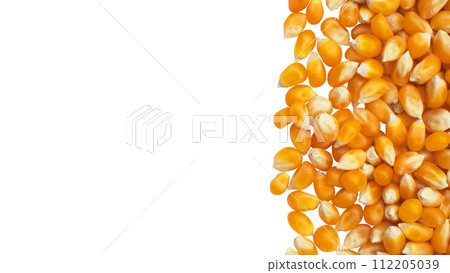 cut out of close-up yellow dry corn seed on white background cut out of close-up yellow dry corn seed on white background 112205039