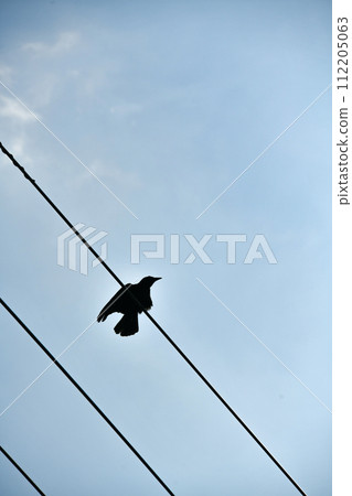 一隻烏鴉停在電線上 112205063