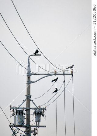 A crow staying on a utility pole A crow staying on a utility pole 112205066