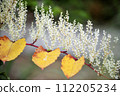 Japanese knotweed Photographed with a low depth of field 112205234